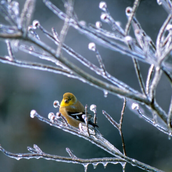 Bird on iced tree
